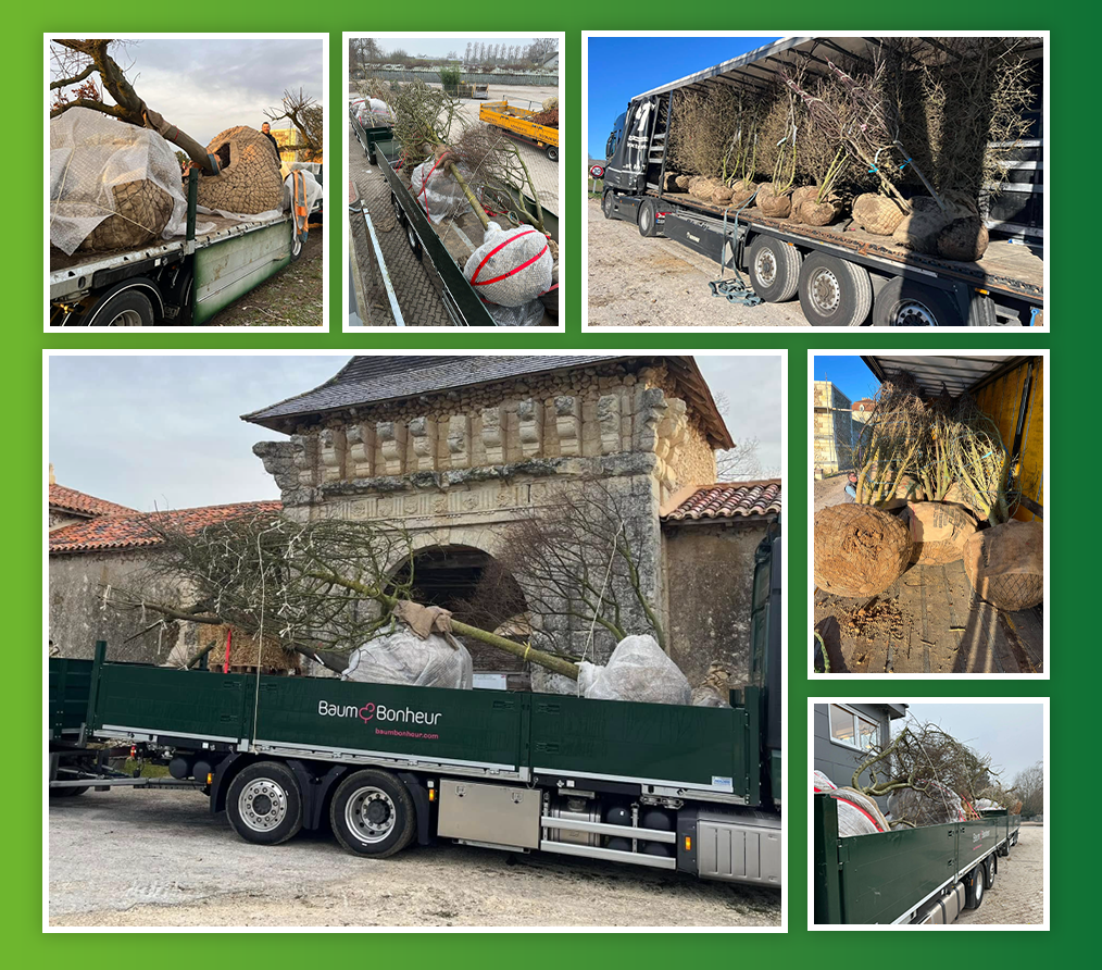 Plantation / création de parcs et jardin