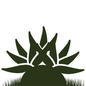 Arbres et arbustes d'ornement